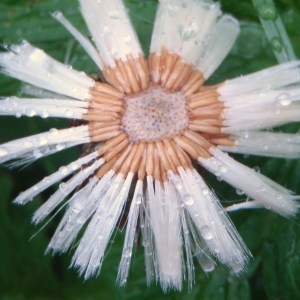 Photographie n°80389 du taxon Tussilago farfara L. [1753]