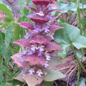 Photographie n°80390 du taxon Ajuga pyramidalis var. pyramidalis 