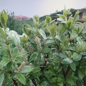 Photographie n°80397 du taxon Salix glaucosericea Flod. [1943]