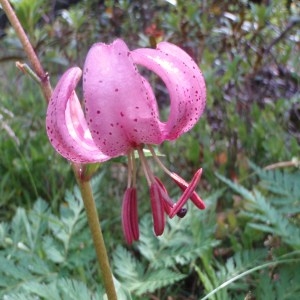 Photographie n°80424 du taxon Lilium martagon L.