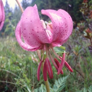 Photographie n°80425 du taxon Lilium martagon L.