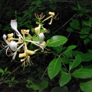 Photographie n°80441 du taxon Lonicera periclymenum L. [1753]