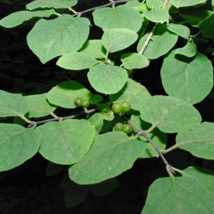 Photographie n°80442 du taxon Lonicera xylosteum L. [1753]