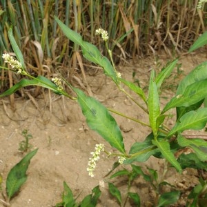 Photographie n°80447 du taxon Persicaria lapathifolia (L.) Gray [1821]