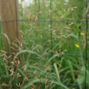 Photographie n°80457 du taxon Agrostis spica-venti L. [1753]