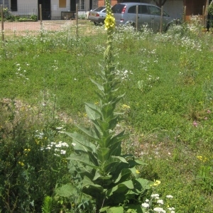 Photographie n°80464 du taxon Verbascum thapsus L. [1753]