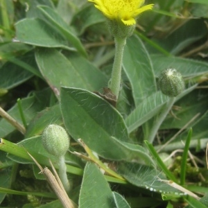 Photographie n°80465 du taxon Hieracium pilosella L. [1753]