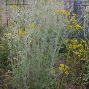 Photographie n°80472 du taxon Senecio cineraria DC. [1838]