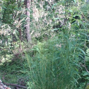 Photographie n°80485 du taxon Deschampsia flexuosa (L.) Trin. [1836]