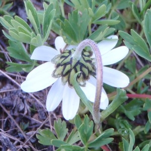 Photographie n°80486 du taxon Leucanthemopsis alpina subsp. alpina 