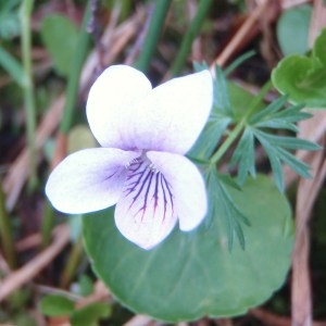 Photographie n°80490 du taxon Viola palustris L. [1753]