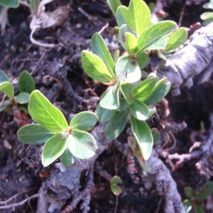  - Salix retusa L. [1759]