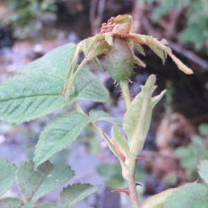 Photographie n°80535 du taxon Rosa tomentosa Sm. [1800]