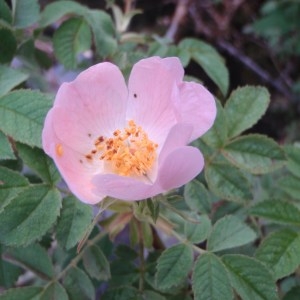 Rosa floccida Déségl. (Églantier tomenteux)