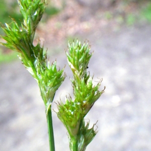 Photographie n°80550 du taxon Carex ovalis Gooden. [1794]