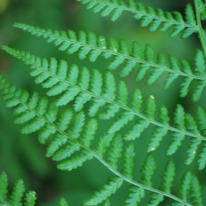 Photographie n°80554 du taxon Dryopteris affinis (Lowe) Fraser-Jenk. [1979]