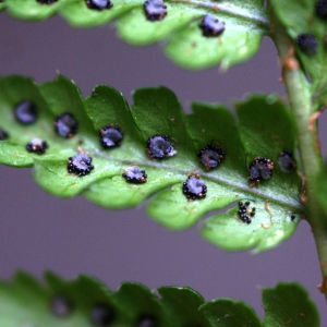 Photographie n°80555 du taxon Dryopteris affinis (Lowe) Fraser-Jenk. [1979]