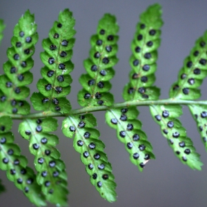 Dryopteris affinis (Lowe) Fraser-Jenk. (Dryoptéris étalé)