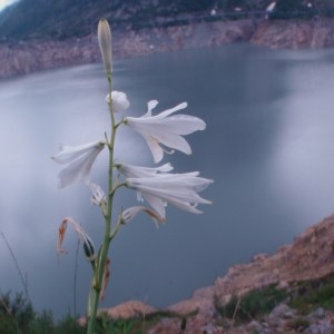 Photographie n°80565 du taxon Paradisea liliastrum (L.) Bertol. [1840]