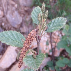 Photographie n°80566 du taxon Alnus viridis (Chaix) DC. [1805]