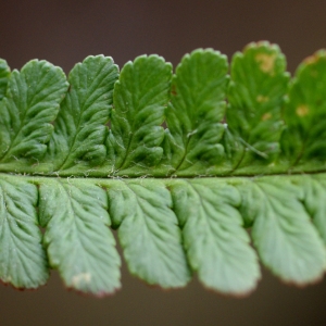 Photographie n°80567 du taxon Dryopteris filix-mas (L.) Schott [1834]