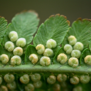 Photographie n°80569 du taxon Dryopteris filix-mas (L.) Schott [1834]