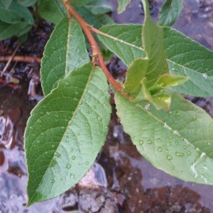 Photographie n°80573 du taxon Salix pentandra L. [1753]