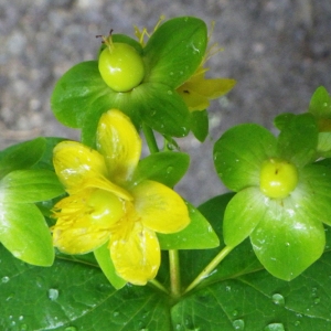 Photographie n°80584 du taxon Hypericum androsaemum L. [1753]