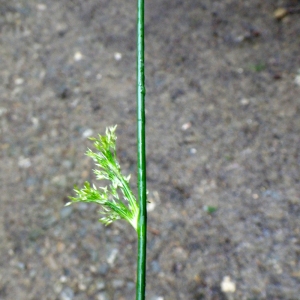 Photographie n°80602 du taxon Juncus effusus L. [1753]