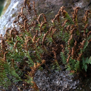 Photographie n°80605 du taxon Polypodium interjectum Shivas [1961]