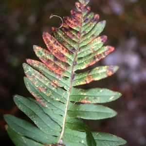 Photographie n°80606 du taxon Polypodium interjectum Shivas [1961]