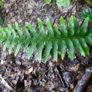 Photographie n°80610 du taxon Polypodium interjectum Shivas [1961]