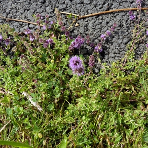 Photographie n°80611 du taxon Mentha x verticillata L. [1759]