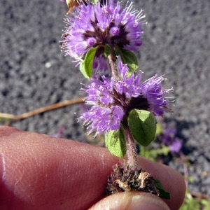 Mentha ×verticillata L. (Menthe verticillée)