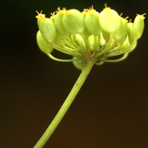 Photographie n°80615 du taxon Pastinaca sativa L. [1753]