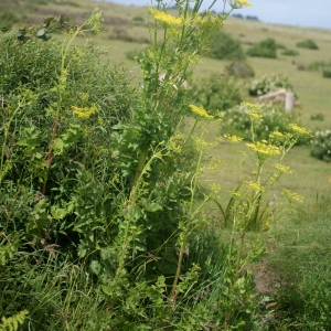 Photographie n°80616 du taxon Pastinaca sativa L. [1753]