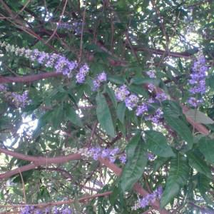 Photographie n°80628 du taxon Vitex agnus-castus L. [1753]