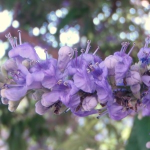 Photographie n°80630 du taxon Vitex agnus-castus L. [1753]