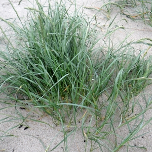 Photographie n°80633 du taxon Elytrigia juncea (L.) Nevski [1936]