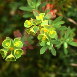 Photographie n°80640 du taxon Euphorbia portlandica L. [1753]