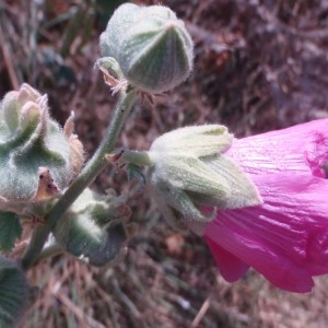 Photographie n°80643 du taxon Alcea rosea L.