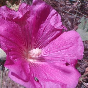 Photographie n°80645 du taxon Alcea rosea L.