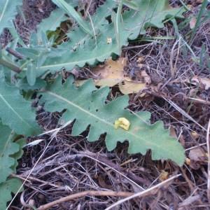 Photographie n°80651 du taxon Verbascum sinuatum L. [1753]