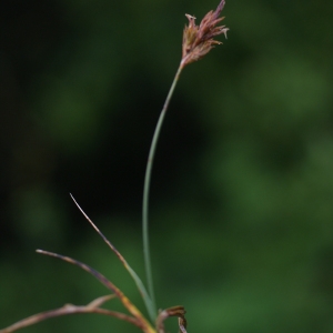 Photographie n°80653 du taxon Carex arenaria L. [1753]