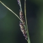  Liliane Roubaudi - Carex panicea L. [1753]