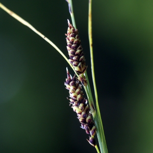 Photographie n°80656 du taxon Carex panicea L. [1753]