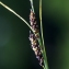  Liliane Roubaudi - Carex panicea L. [1753]