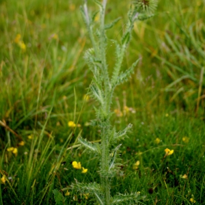 Photographie n°80657 du taxon Carduus nutans L. [1753]