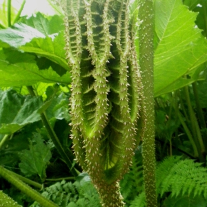 Photographie n°80661 du taxon Gunnera manicata Linden & André [1873]