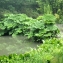  Liliane Roubaudi - Gunnera manicata Linden & André [1873]